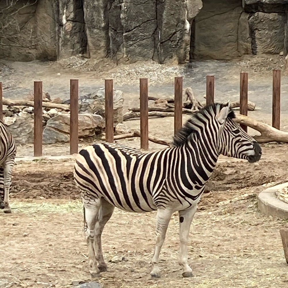 Meet your Posher, George